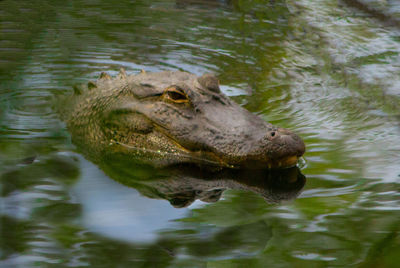 Close-up of crocodile in river