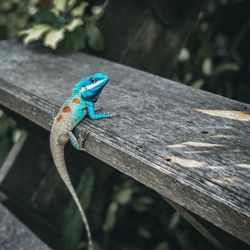 Close-up of lizard on wood