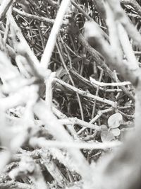 Close-up of bare tree