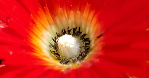 Macro shot of red flower