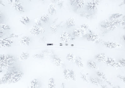 Directly above shot of sled dog on snow covered field