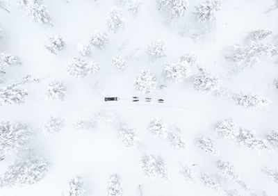 Low angle view of snow covered trees against sky