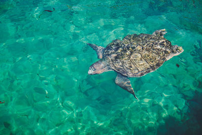 High angle view of turtle swimming in sea