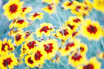 Close-up of yellow flowering plants