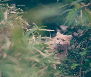 Big ginger cat sitting in the garden pet enjoys nature domestic cat playing outdoors siberian race
