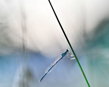 Close-up of a damselfly on a blade of grass