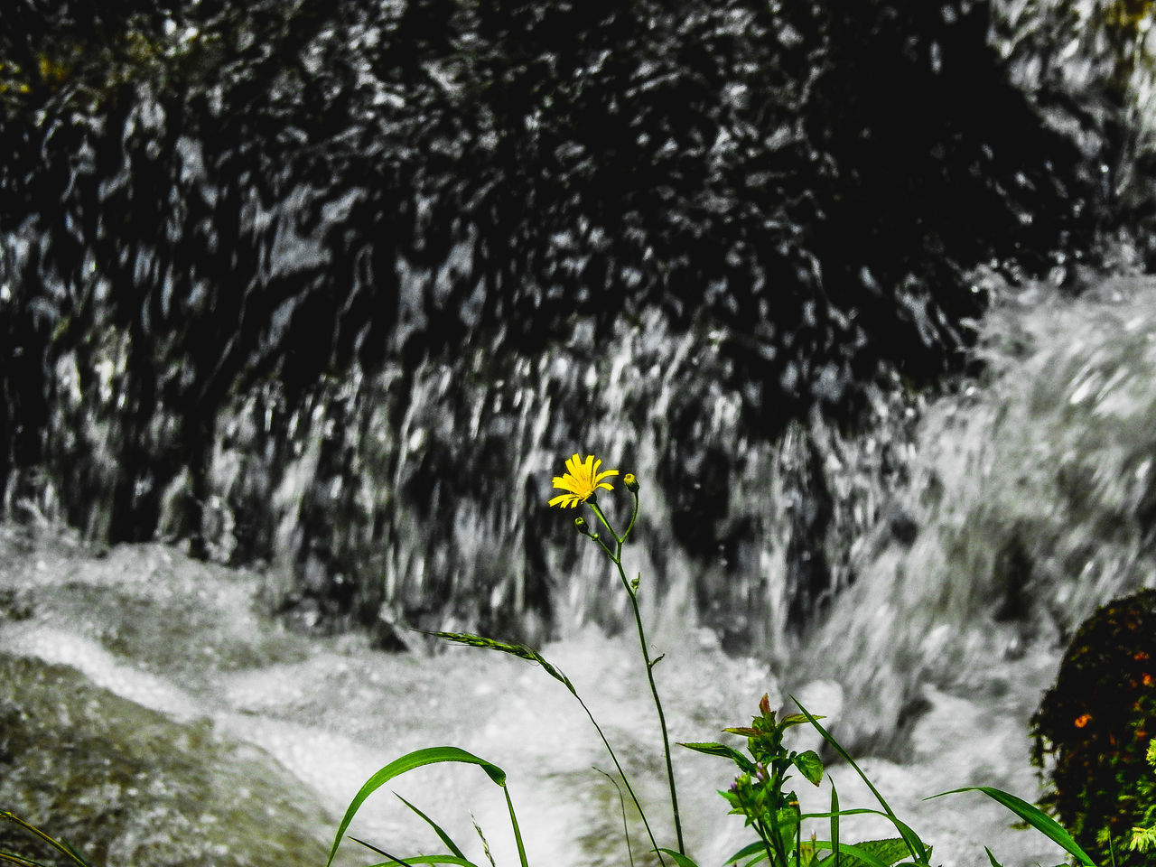 LOW ANGLE VIEW OF YELLOW FLOWER IN WATER