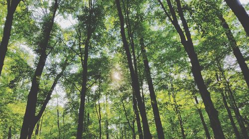 Low angle view of bamboo trees in forest