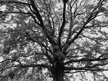 Low angle view of tree against sky