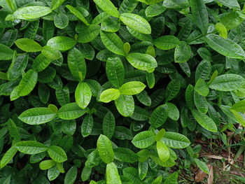 High angle view of raindrops on leaves in field