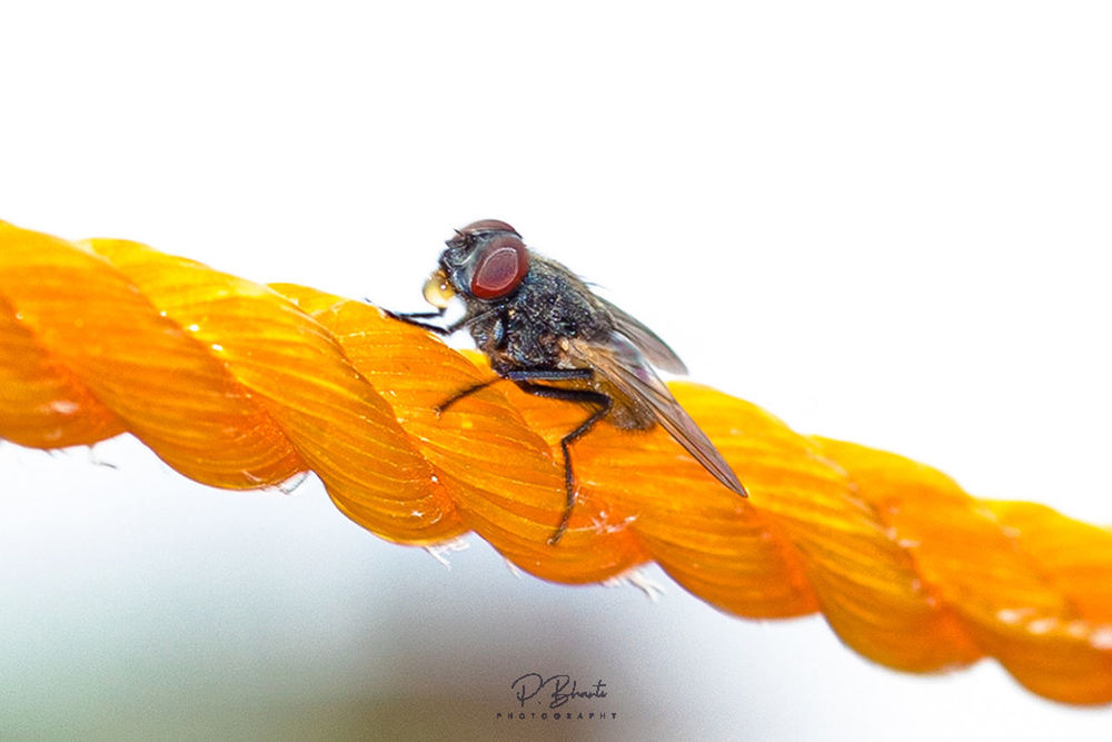 CLOSE-UP OF INSECT ON WHITE BACKGROUND