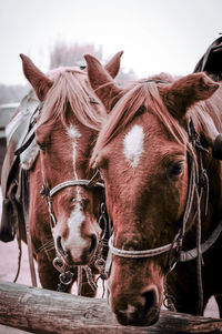 Close-up of two beautiful horses in ranch