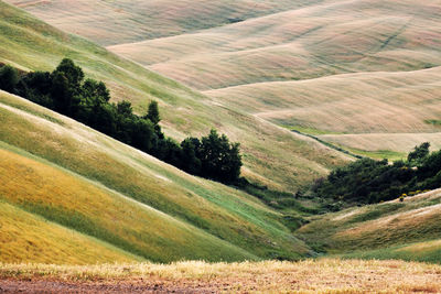 High angle view of green landscape