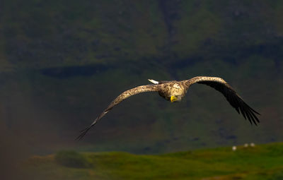 Bird flying over the sea