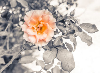 Close-up of flower against blurred background