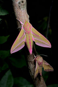 Close-up of pink leaves on plant