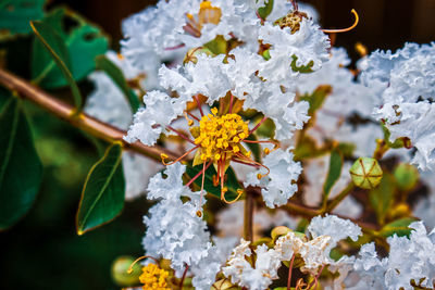 Close-up of white flowering plant