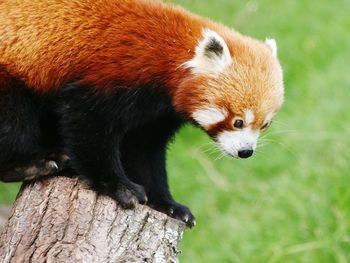 Close-up of red panda at zoo