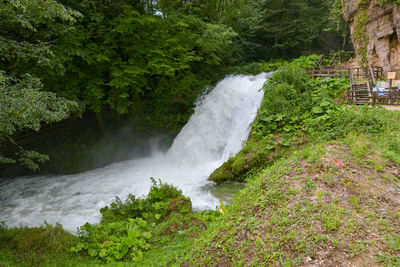 Scenic view of waterfall in forest