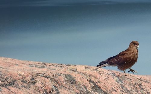 Bird perching on rock