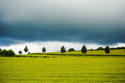 Scenic view of agricultural field against sky