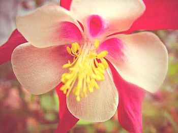 Close-up of pink flower