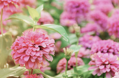 Close-up of pink flowers blooming outdoors