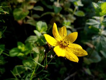 Close-up of yellow flowering plant