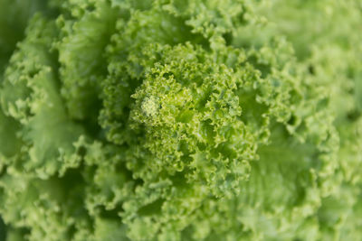 Full frame shot of fresh green plants