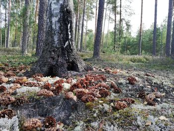 View of trees in forest