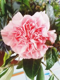 Close-up of pink flower blooming outdoors