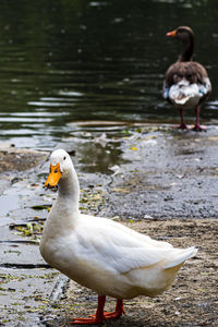 View of duck at lakeshore