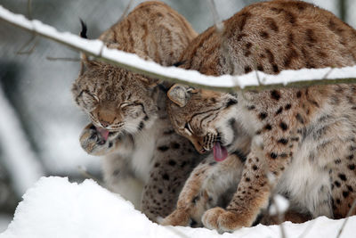 Close-up of people on snow