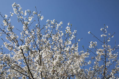 Low angle view of cherry blossom tree against blue sky