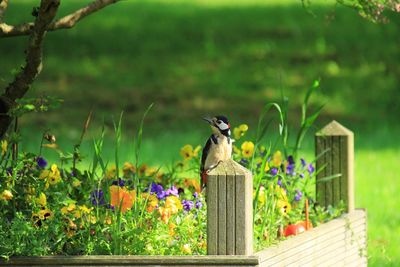 Bird on a field