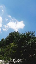 Low angle view of trees in forest against sky