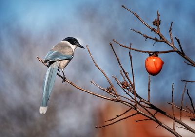 Grey magpies and persimmons mean a series of happy events.