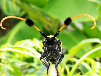 Close-up of insect on plant