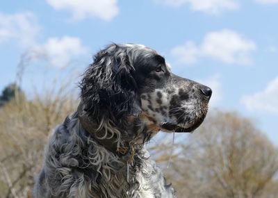 Close-up of a dog looking away on field