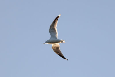 Low angle view of seagull flying against sky