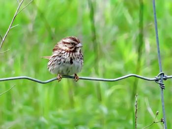 Close-up of bird perching on leaf