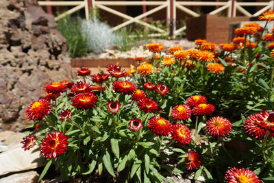 Close-up of fresh flowers blooming outdoors