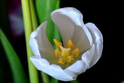 Close-up of white flowering plant against black background