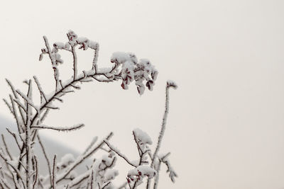 Close-up of frozen plant against sky