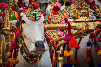 Close-up of bullock pulling cart