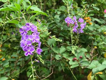 Close-up of purple flowers blooming outdoors