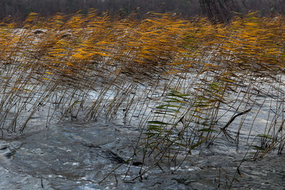 Close-up of tree by lake