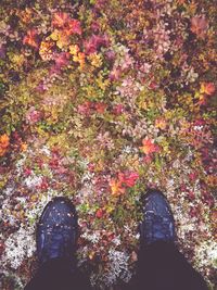 Autumn leaves on ground