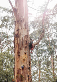 Low angle view of tree trunk in forest