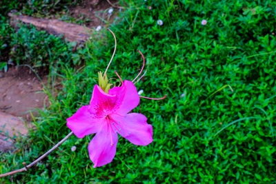 Close-up of pink rose flower